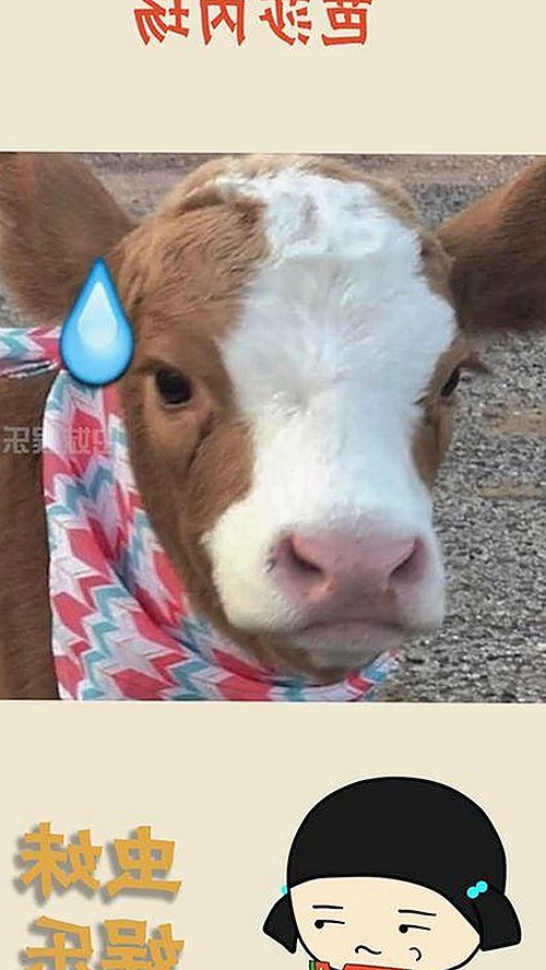 黄明昊圈内风波揭秘与娱乐圈关键动态