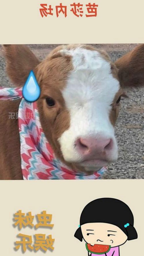 国产视频在线免费观看背后的秘密与热议